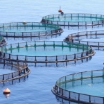 fish farms