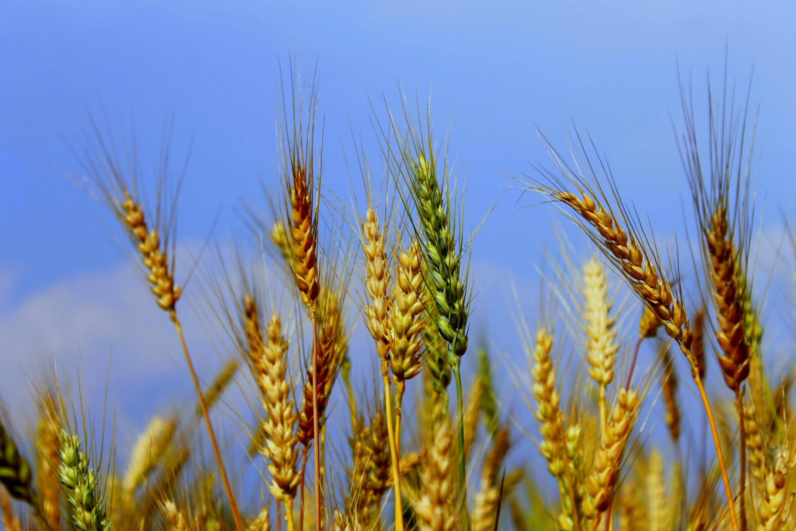 GM wheat breakout results in Asian market ban