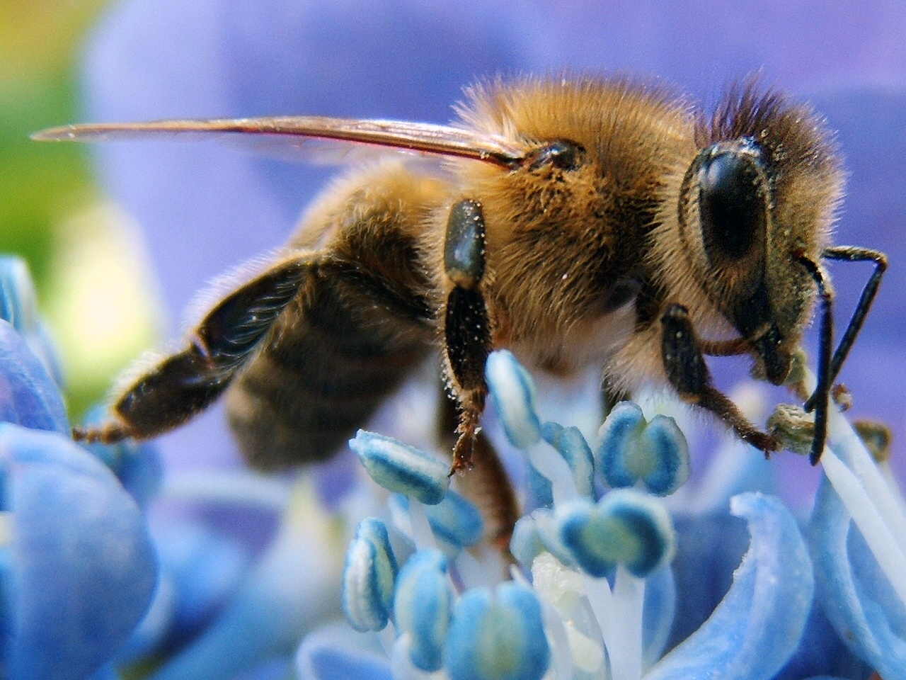 bee killing pesticides