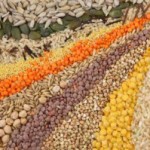 seeds-blog-image-300x199