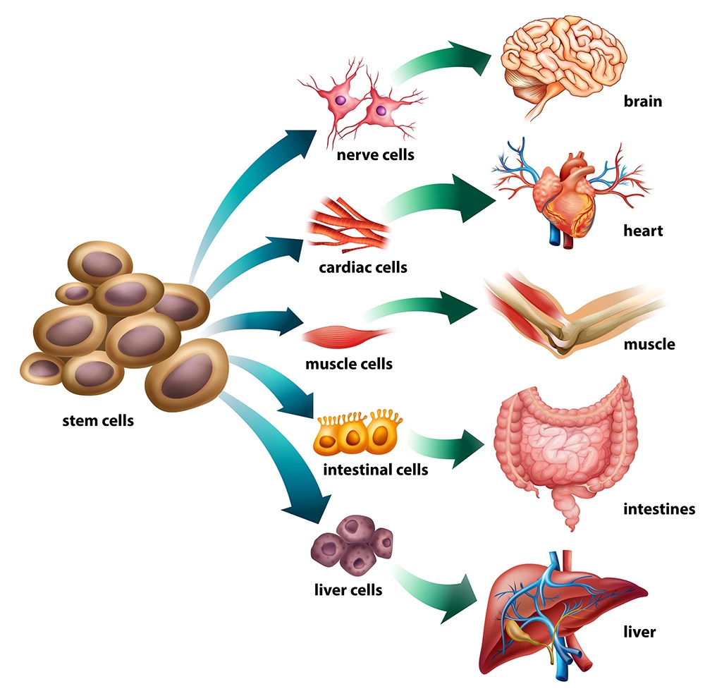 Стволовые клетки печени. Stem Cells. Стволовые клетки иконка. Стволовые клетки яблока.