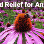 relief for anxiety
