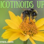 neonicotinoids update