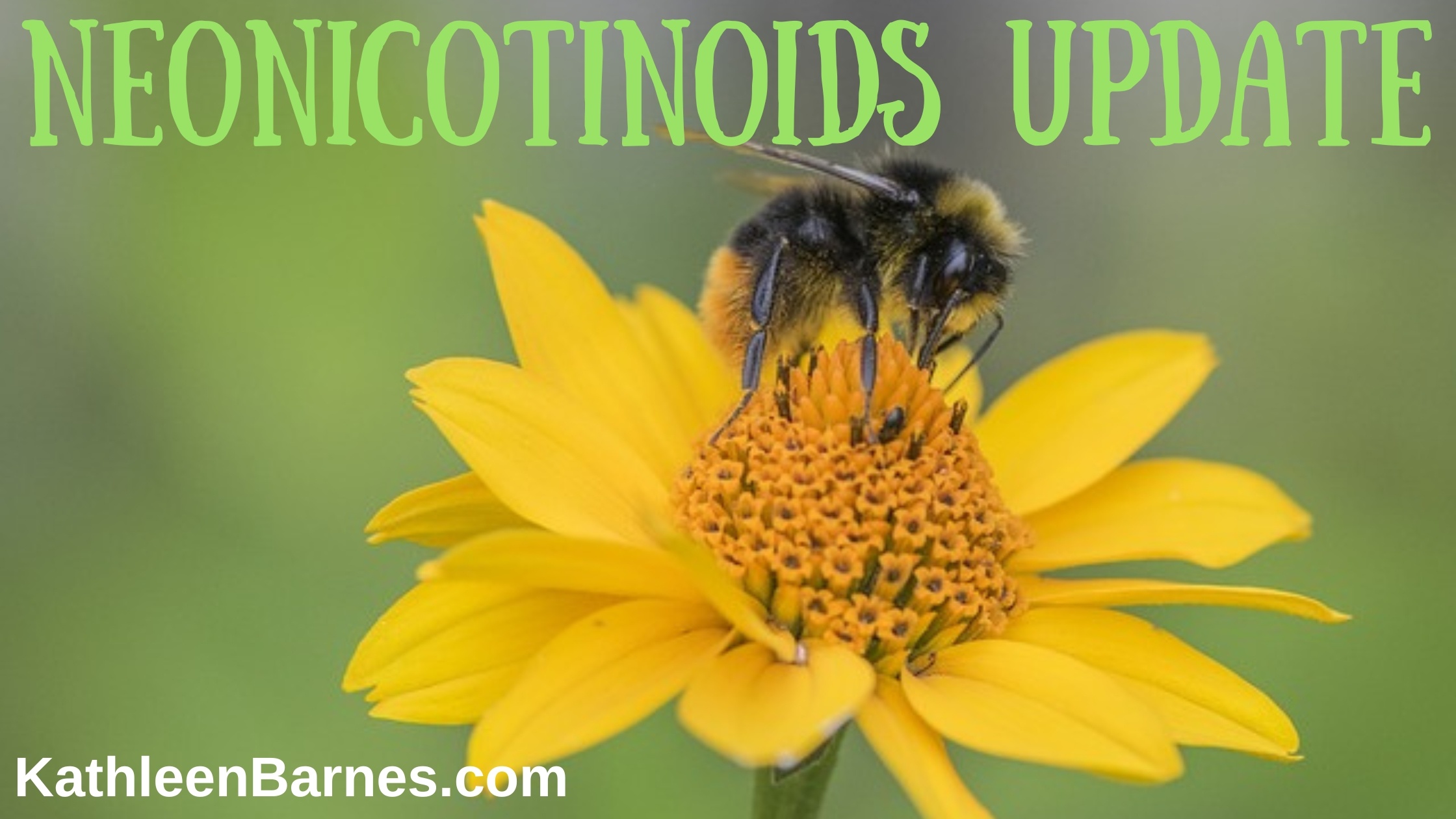 neonicotinoids update